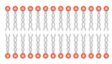 Where is water most likely to be found in the presence of the phospholipid bilayer-example-1