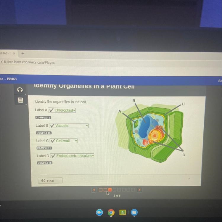 Identify the organelles in the cell-example-1