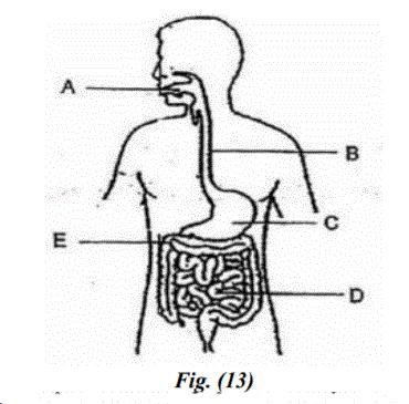 PLS HELP ME QUICK!!!! Figure (13) shows the digestive system with parts labelled as-example-1