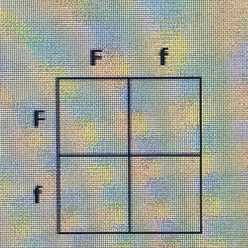 PLEASE HELP - In humans, the allele for freckles (F) is dominant over the allele for-example-1