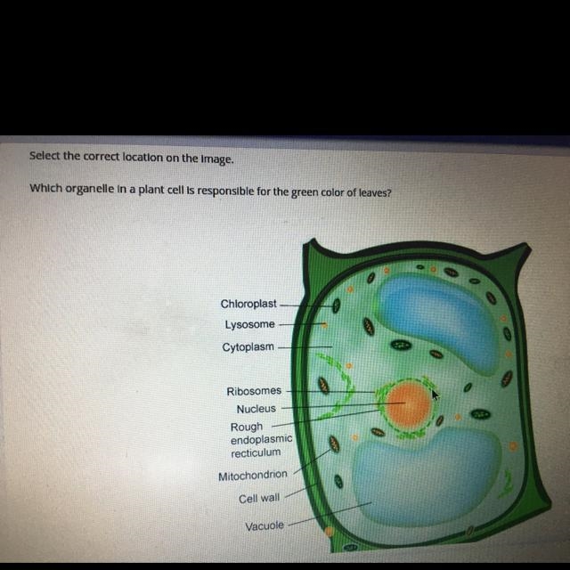 Select the correct location on the image. Which organelle in a plant cell is responsible-example-1