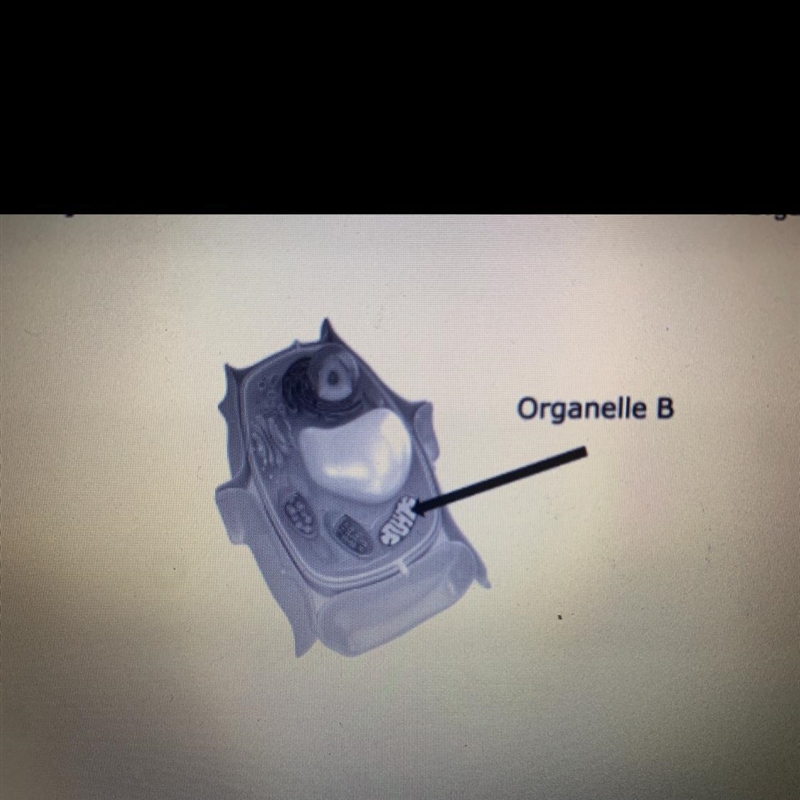 What correctly differentiates between the structure and function of Organelle B A-example-1