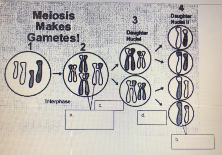 MEIOSIS. Questions A) Describe what occurs between step 1 and 2. B) What is the end-example-1