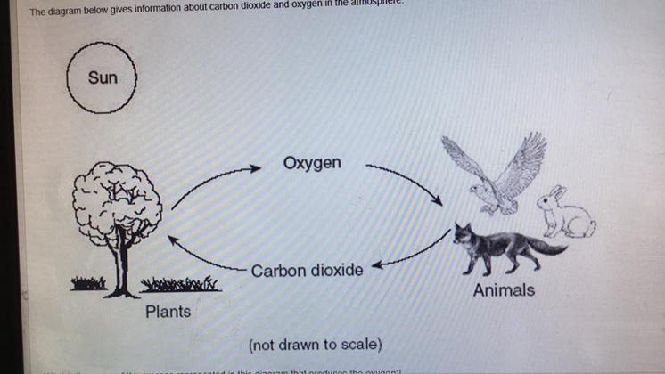 The diagram below gives information about carbon dioxide and oxygen in the atmosphere-example-1