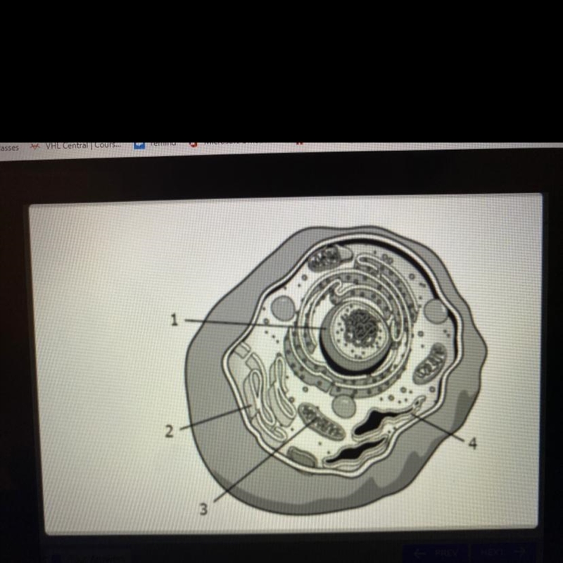 The diagram below shows parts of the cell. Which organelle stores the information-example-1