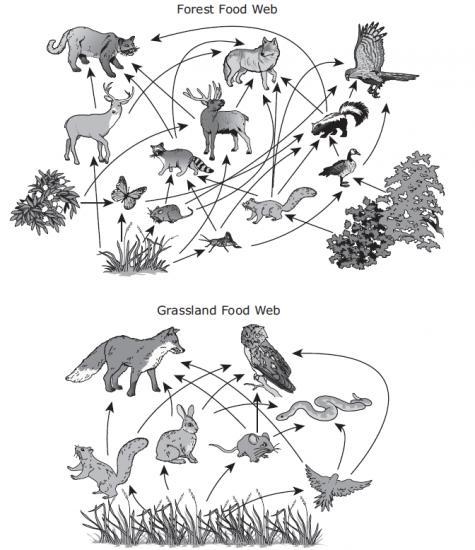 NEED ANSWERED ASAP The food webs below model relationships among the organisms in-example-1