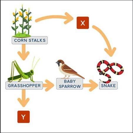 The diagram below shows a food web in a woodland. If a certain organism is a secondary-example-1