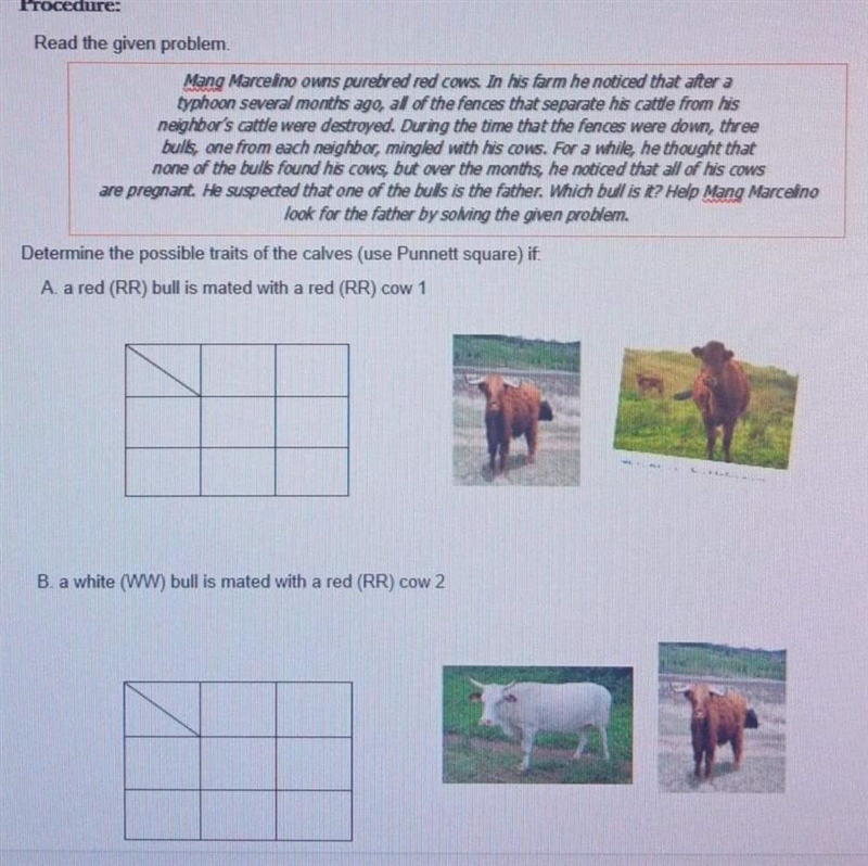 Mystery bull punnet square-example-1