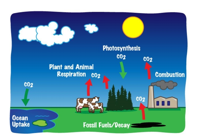 The amount of carbon on this Earth does not change. However, where the carbon is located-example-1