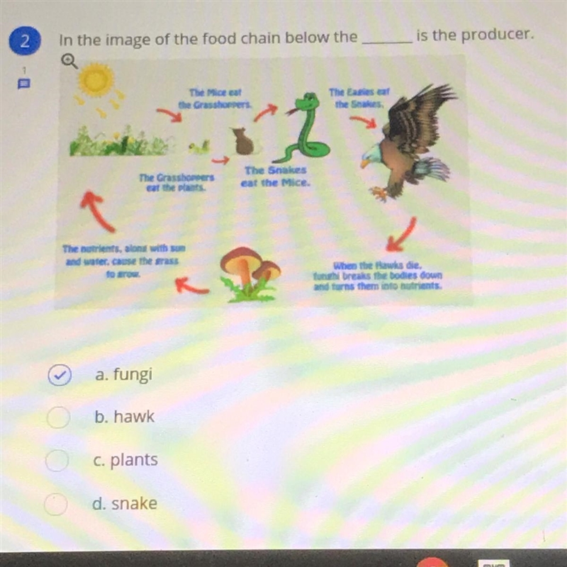 In the image of the food chain below the ____ is the producer. A. Fungi B. Hawk C-example-1