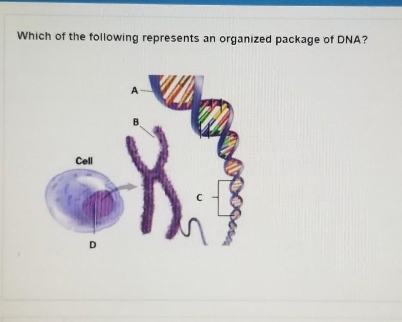 Which of the following represents an organized package of DNA? ​-example-1