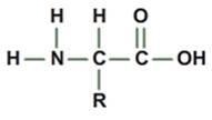 What biological macromolecule is made up of monomers like the one shown below? A. Lipid-example-1