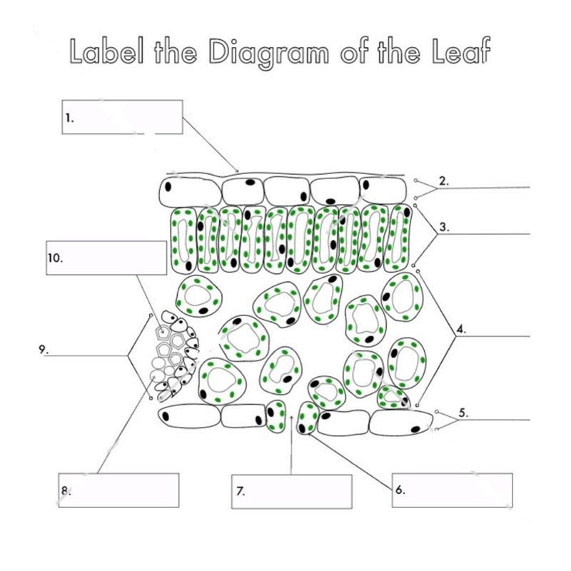 LABEL THE DIAGRAM OF THE LEAF-example-1