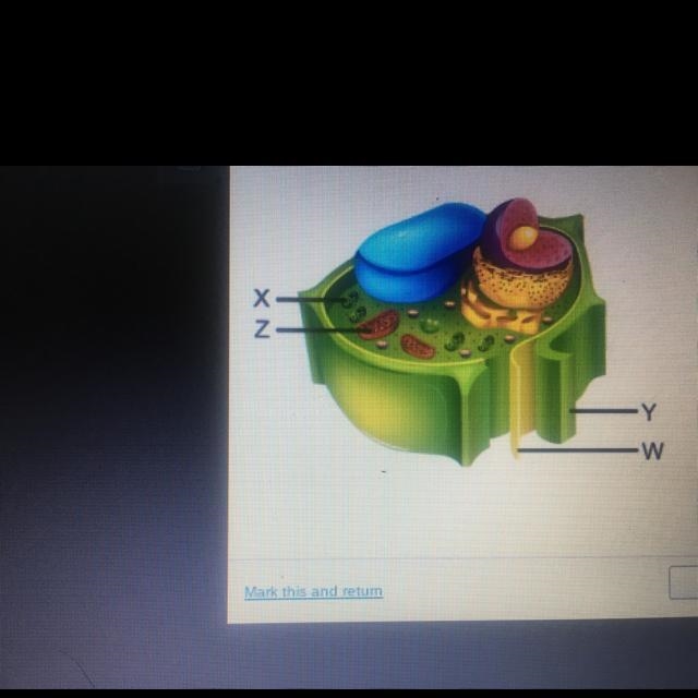 Which structure is found only in plant cells and functions in the process of photosynthesis-example-1