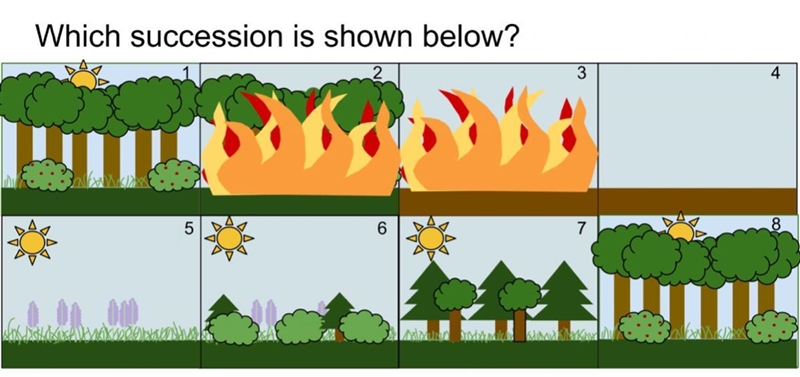 What succession is shown below?-example-1