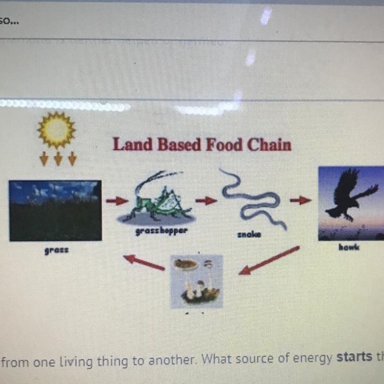 In this food chain energy moves from one living thing to another. What source of energy-example-1