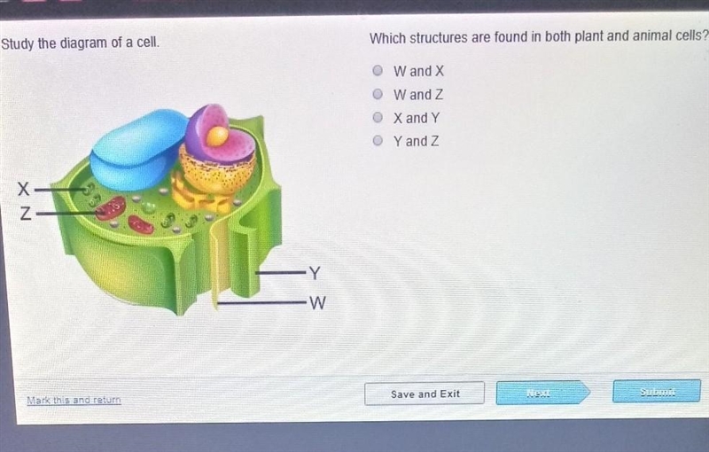 Study the diagram of a cell which structures are found in both plant and animal cells-example-1