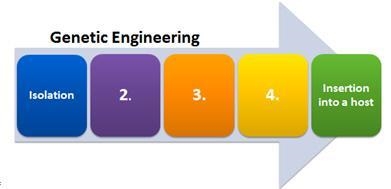 The process of genetic engineering may include either four or five steps. The diagram-example-1