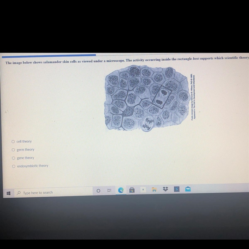 The image below shows salamander skin cells as viewed under a microscope. The activity-example-1