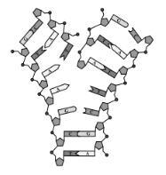 PLEASE NEED HELP IN BIO!!! The diagram below represents a biological process involving-example-1