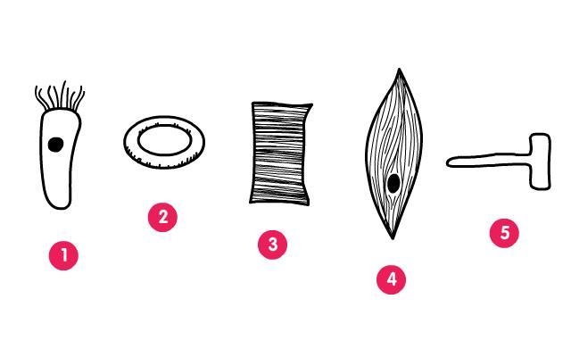 Look at the diagram. What type of cell is shown by number 5?-example-1