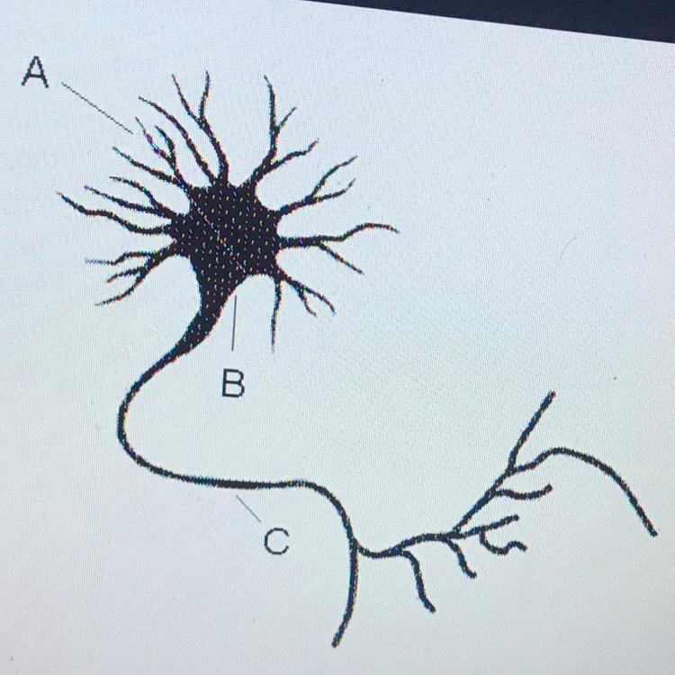 If the neuron in the figure above is an interneuron where does it send its message-example-1