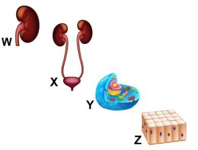 The diagram shows structures that represent different levels of organization in a-example-1