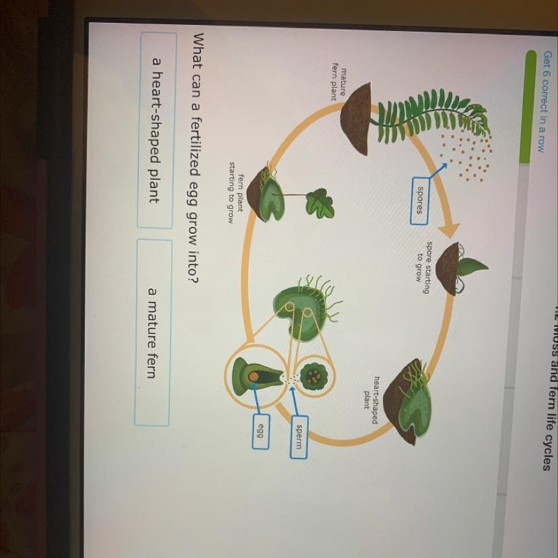 What can a fertilized egg grow into? A. a heart-shaped plant B. a mature fern-example-1