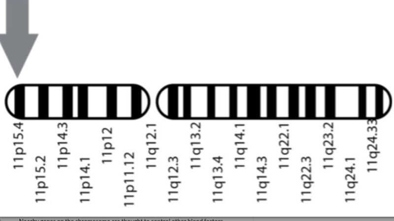 Some scientists claim that the gene that controls the production of h e m o g l o-example-1