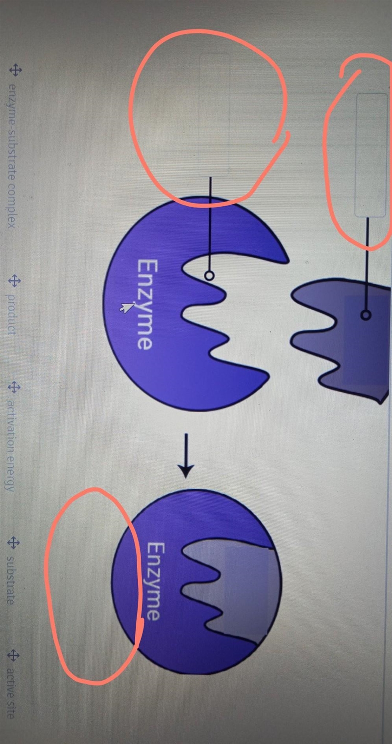 Biology heeeeeeeeeelp ​-example-1