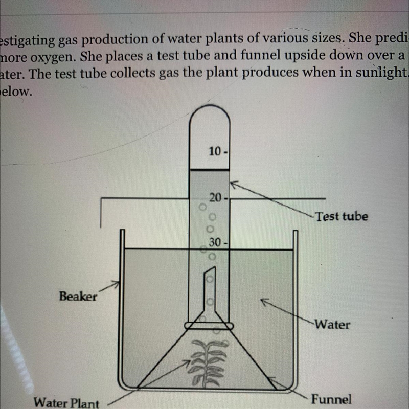 A student is investigating gas production of water plants of various sizes. She predicts-example-1