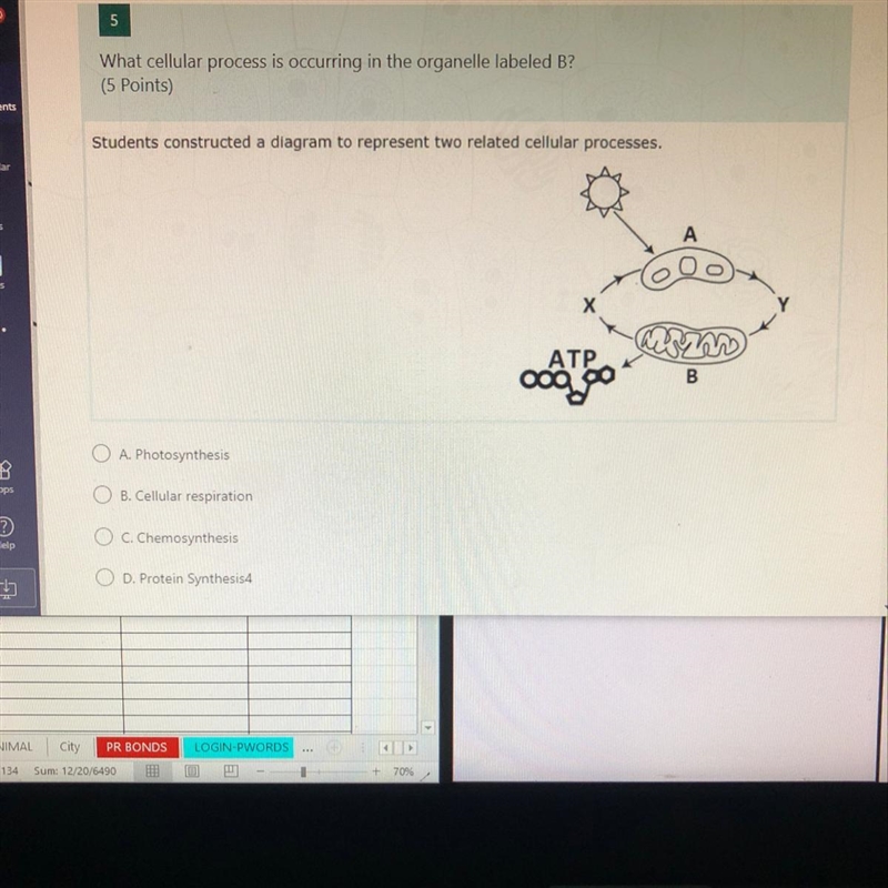 What cellular process is occurring in the organelle labeled B-example-1