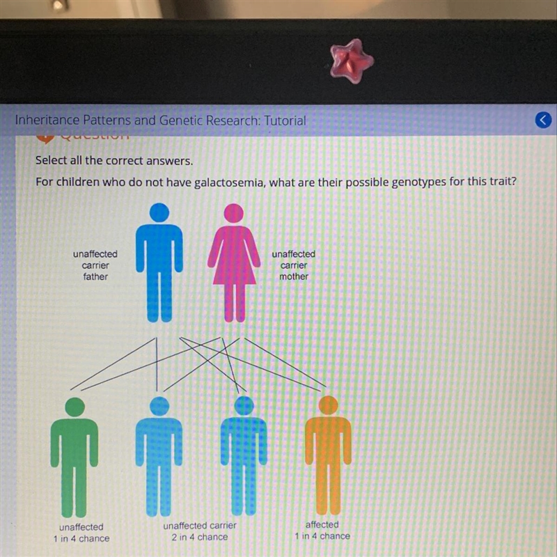 Can someone please help me the answers choices are •heterozygous •homozygous dominant-example-1