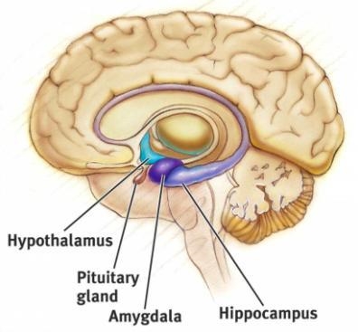 The ______________ system consists of the hypothalamus, pituitary, amygdala and hippocampus-example-1