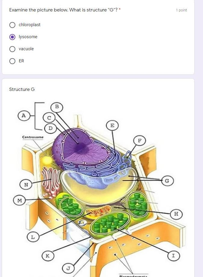 Examine the picture below. What is structure "G"?-example-1