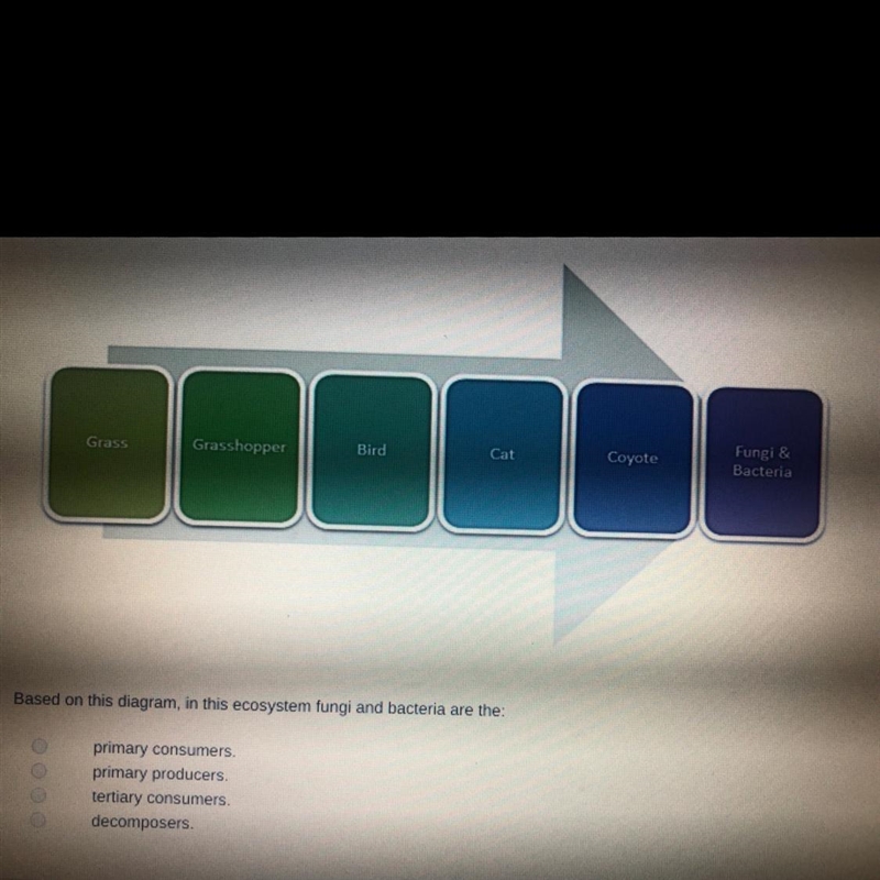 Based on this diagram, in this ecosystem fungi and bacteria are the: primary consumers-example-1