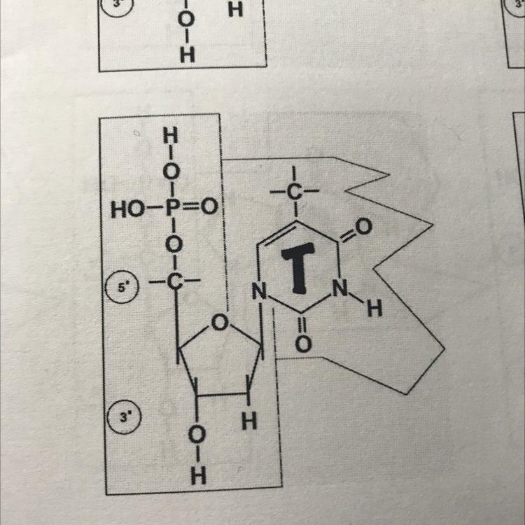 Is this DNA or RNA????-example-1