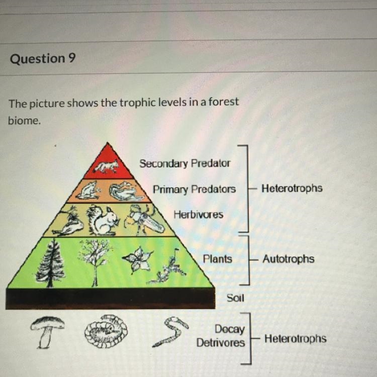 Which of the following best describes how the chemical energy travels up the food-example-1