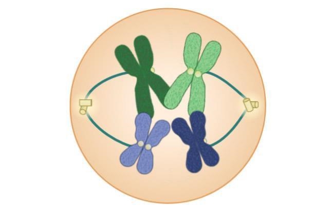 Why can’t humans reproduce using mitosis? A. Prophase I B. Anaphase I C. Prophase-example-1