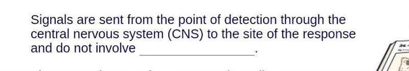 Which answer is correct? 1)the effector 2)receptors 3)the spinal cord 4)the conscious-example-1