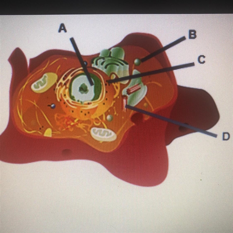 Identify organelles in an animal cell A. nucleus, ribosomes, lysosome B. ribosomes-example-1