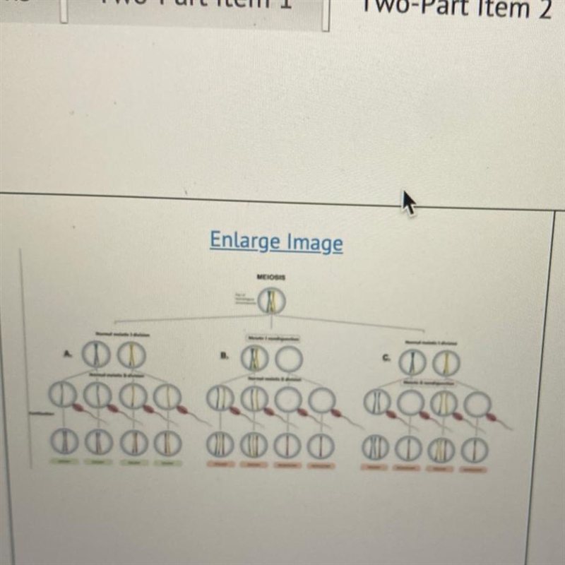 Meiosis and sexual reproduction are in large part responsible for genetic variation-example-1