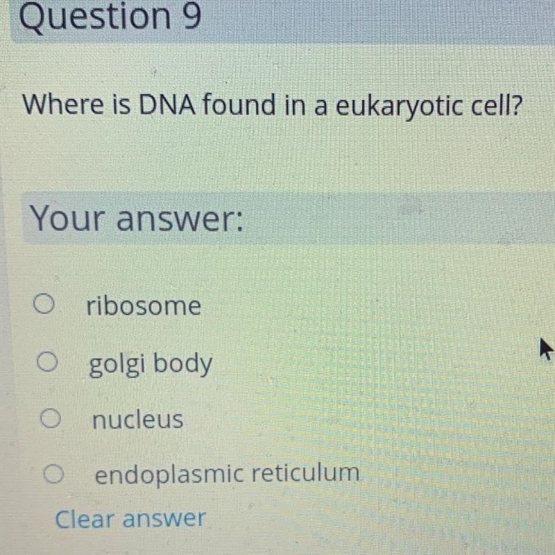 Where is DNA found in a eukaryotic cell? Your answer: A) ribosome B) golgi body C-example-1