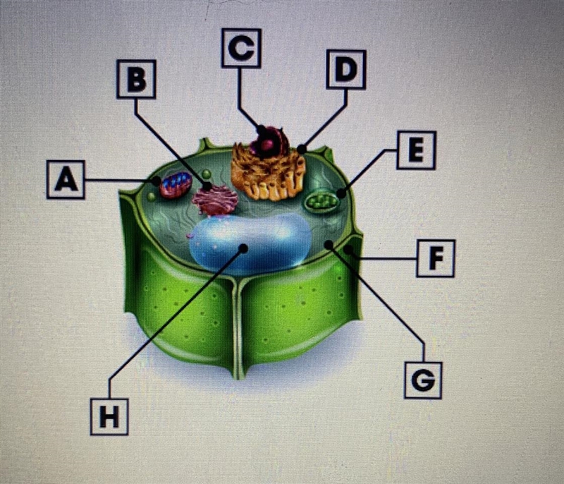 Identify the organelle where photosynthesis takes place. B C D E-example-1