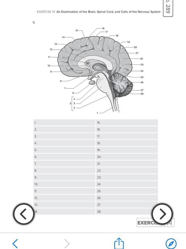 I need help with anatomy-example-2