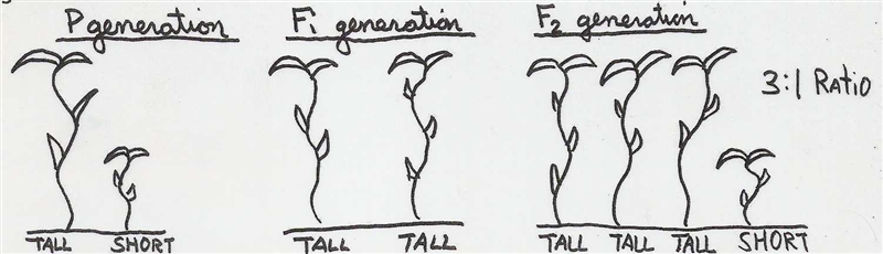 In 3-4 sentences, please describe the importance of the diagram below. What is so-example-1