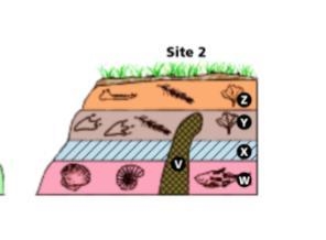 Which layer at Site 2 is the oldest? A. Layer Z B. Layer V C. Layer W D. Layer A-example-1