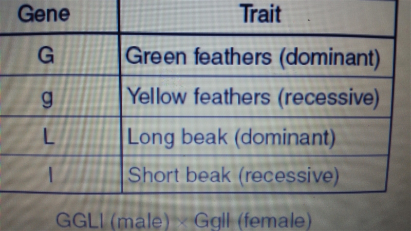 What is the probability of short beaks in the offspring of the cross show above-example-1