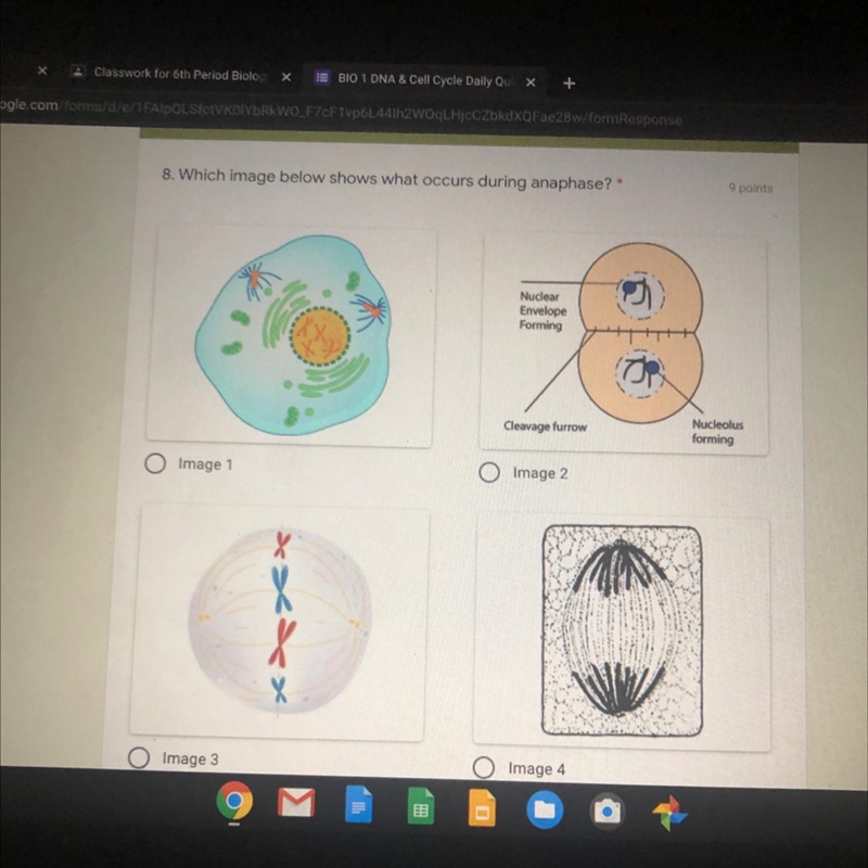 Which image below shows what accurs during anaphase-example-1