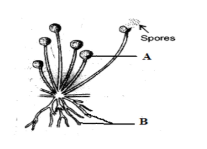 Label parts A and B in this picture of saprophytes (fungi)-example-1